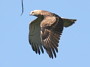 Short-toed Eagle. Françoise Gérardin. 2008. Photo 12