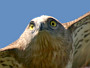 Short-toed Eagle. Françoise Gérardin. 2008. Photo 13