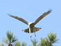 Short-toed Eagle. Françoise Gérardin. 2008. Photo 14