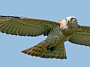 Short-toed Eagle. Françoise Gérardin. 2008. Photo 15