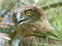 Short-toed Eagle. Françoise Gérardin. 2008. Photo 16