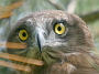Short-toed Eagle. Françoise Gérardin. 2008. Photo 17