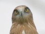Short-toed Eagle. Françoise Gérardin. 2008. Photo 18