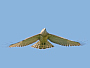 Short-toed Eagle. Françoise Gérardin. 2008. Photo 20
