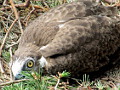 Photo 1 : Short-toed Eagle chick with typical «hunger» cross bars on the growing feathers