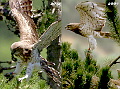 The same colour-ringed male Short-toed Eagle photographed at the same breeding territory in 2007 and 5 years later, in 2012, at the age of 11 and 16 years, respectively (photos 4th and 5th in the report)