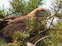 Short-toed Eagle. Kiev Region. 2009. Photo 1