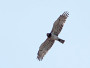 Short-toed Eagle. Kiev Region. 2009. Photo 10