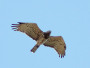 Short-toed Eagle. Kiev Region. 2009. Photo 11