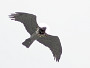 Short-toed Eagle. Kiev Region. 2009. Photo 12