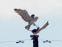 Short-toed Eagle. Kiev Region. 2009. Photo 15
