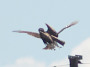 Short-toed Eagle. Kiev Region. 2009. Photo 16