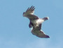 Short-toed Eagle. Kiev Region. 2009. Photo 19