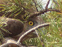 Short-toed Eagle. Kiev Region. 2009. Photo 2
