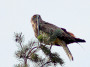 Short-toed Eagle. Kiev Region. 2009. Photo 3
