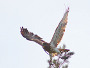 Short-toed Eagle. Kiev Region. 2009. Photo 4