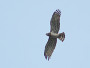 Short-toed Eagle. Kiev Region. 2009. Photo 5