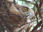 Short-toed Eagle. Kiev Region. 2009. Photo 7