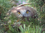 Short-toed Eagle. Kiev Region. 2009. Photo 8
