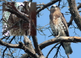 Juvenile Short-toed Eagles have recently left their nests. Typical (left) and untypical (right) behaviour in the presence of human