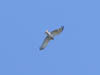 Short-toed Eagle. Konstantin Pismennyi. 2005. Romanovka male