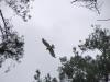 Short-toed Eagle. Konstantin Pismennyi. 2005. Moschun female