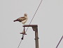 Short-toed Eagle. Konstantin Pismennyi. August 2008. Photo 1