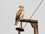 Short-toed Eagle. Konstantin Pismennyi. August 2008. Photo 2