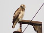Short-toed Eagle. Konstantin Pismennyi. August 2008. Photo 3