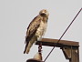 Short-toed Eagle. Konstantin Pismennyi. August 2008. Photo 4