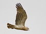 Short-toed Eagle. Konstantin Pismennyi. August 2008. Photo 5