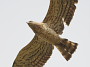 Short-toed Eagle. Konstantin Pismennyi. August 2008. Photo 7