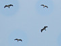 Short-toed Eagle. Miroslav Dravecký. Ukraine. 2010. Photo 10