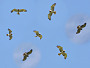 Short-toed Eagle. Miroslav Dravecký. Ukraine. 2010. Photo 12