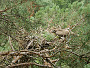 Short-toed Eagle. Miroslav Dravecký. Ukraine. 2010. Photo 2