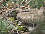 Short-toed Eagle. Miroslav Dravecký. Ukraine. 2010. Photo 4