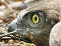 Short-toed Eagle. Miroslav Dravecký. Ukraine. 2010. Photo 5