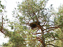 Short-toed Eagle. Miroslav Dravecký. Ukraine. 2010. Photo 6