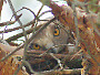 Short-toed Eagle. Miroslav Dravecký. Ukraine. 2010. Photo 8
