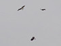 Short-toed Eagle. Miroslav Dravecký. Ukraine. 2010. Photo 9