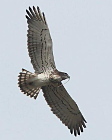 Alpes-Maritimes, photo by P. KERN : adult male Short-toed Eagle with a snake