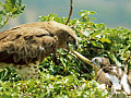 Short-toed Eagle with the chick in nest