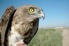 Short-toed Eagle. Javier Blasco-Zumeta. Photo 1