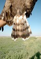 Short-toed Eagle. Javier Blasco-Zumeta. Photo 2