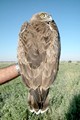 Short-toed Eagle. Javier Blasco-Zumeta. Photo 3