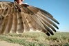 Short-toed Eagle. Javier Blasco-Zumeta. Photo 4