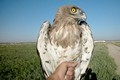 Short-toed Eagle. Javier Blasco-Zumeta. Photo 5