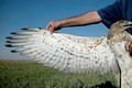 Short-toed Eagle. Javier Blasco-Zumeta. Photo 6