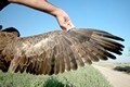 Short-toed Eagle. Javier Blasco-Zumeta. Photo 7