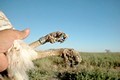 Short-toed Eagle. Javier Blasco-Zumeta. Photo 8